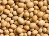 Quality SOYA BEANS / SOYA BEANS