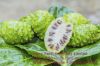 Noni Fruit From Vietnam