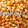 Dried Yellow Corn