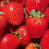 Delicious Fresh Strawberry at Best Price