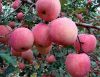 Fresh Red Delicious Apples