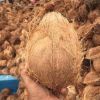 Semi Husked Coconut