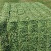 Alfalfa Hay in Bales