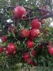 FRESH  RED DARK POMEGRANATE SWEET FRUITS