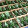 Fresh Pineapples