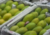 Fresh Crop Alphonso Mango