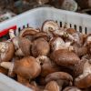 Dried Shiitake Mushroom