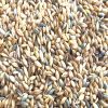 100% Barley Seeds/Animal feed barley/bulk barley grains for sale