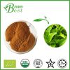 Green Tea Extract