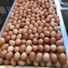 QUALITY CHICKEN EGGS BROILER HATCHING CHICKEN EGGS WHOLESALE