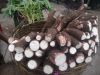 CASSAVA Flower