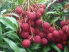 Canned Lychee Fruit in Syrup