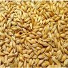 High quality barley, Feed Barley, Barley for Animal and Human Consumption