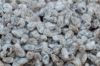 cotton seed for sale