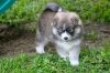 Pomsky puppies ready to be re-home to lovely home.