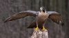 Peregrine falcons for sale .