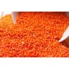 Premium Quality Split Red Lentils For Export!