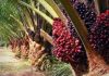 Crude Palm Oil for sale