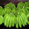 Fresh Cavendish Banana