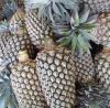 Quality Fresh Pineapple now available on sale. 30% discount