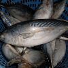 High Grade Bonito Tuna suppliers