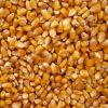 White and Yellow Maize Corn for sale