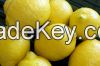 Fresh Eureka lemon