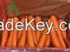 Fresh Carrot from Viet Nam