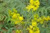 High Grade Senna Pods And Senna Leaves