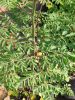 MORINGA DRIED LEAF