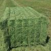 Top Quality Animal Feed Alfafa Hay/ Stuff Alfalfa / Alfalfa Hay