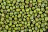 Green Mung Beans/Vigna Beans