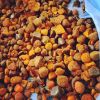 Ox Gallstones, Cattle Gallstones and Cow Gallstones