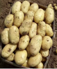 Fresh Potatoes