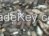 Catalytic Converter Scrap