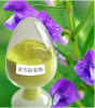 Factory Supply Scutellaria Baicalensis Extract , Baicalein , Baicalin