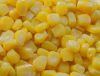 Best price 340g canned kernel sweet corn