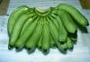 High Quality Fresh Green Cavendish Bananas