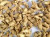 Premium Quality Dry Ginger and fresh Ginger For Export