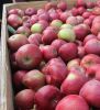 Fresh Royal Gala, Fuji, Golden Delicious, Red Delicious Apples