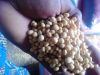 SOYA BEANS FOR SALE