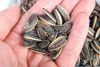 Cheap 5009 specification sunflower seeds on sale