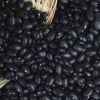 Dried Black Kidney Beans / Black Matpe Beans