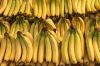 FRESH CAVENDISH BANANA HIGH QUALITY