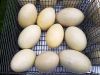 Ostrich Chicks And Fertile Ostrich Eggs