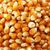 Dry Maize/Dried Yellow Corn/Dried Sweet Corn Best Price