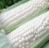 White corn