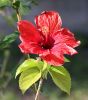 Hibiscus Flower