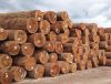 High Quality Mahogany Tree, 