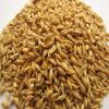 High Quality Organic Barley Seeds